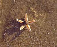 starfish_crab.jpg